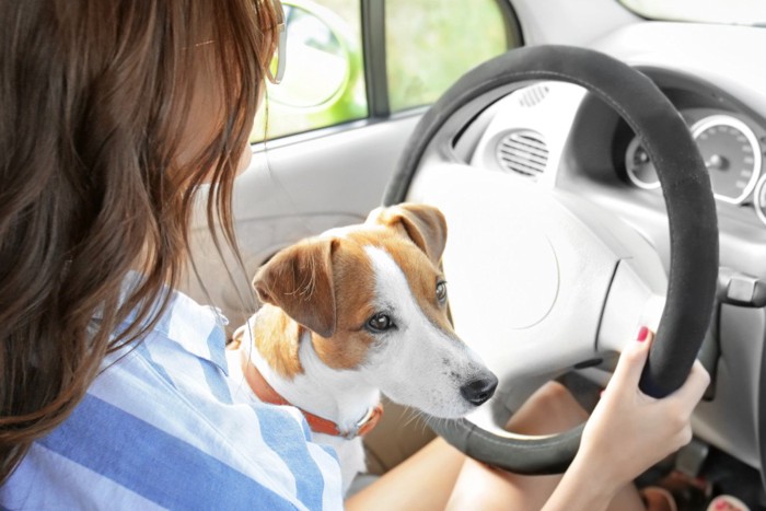 運転中の女性の膝に乗る犬