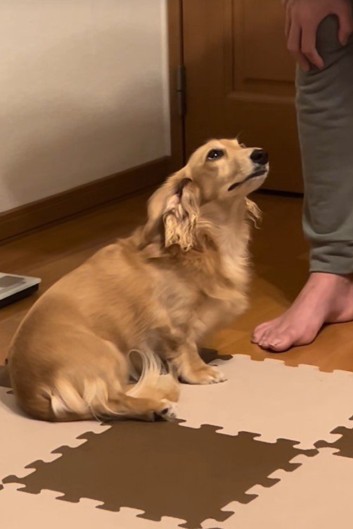 「許してください…！」
