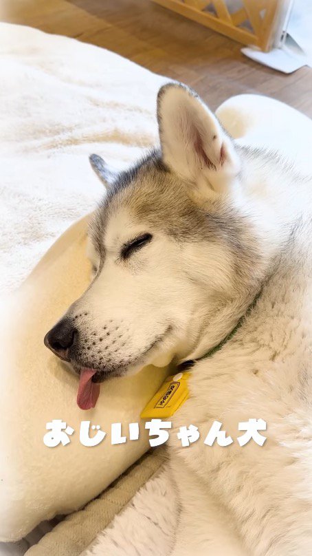 舌を出して二度寝をするおじいちゃん犬
