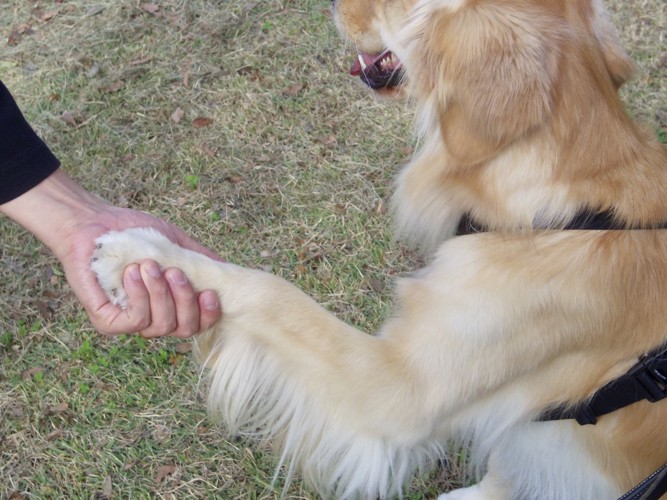 犬の腕を上げる