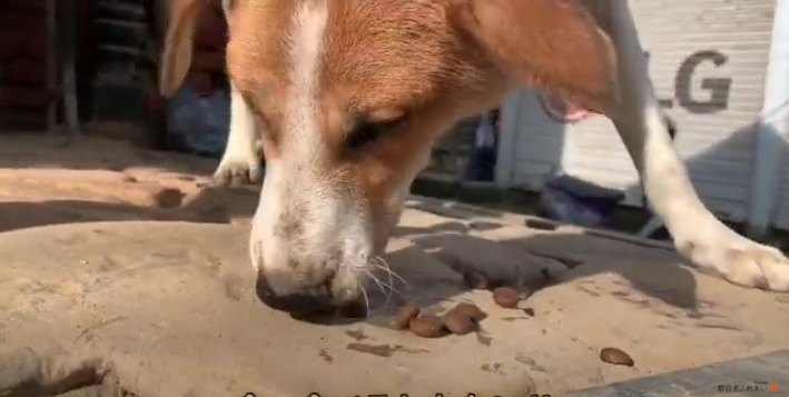 ドッグフードを食べるママ犬