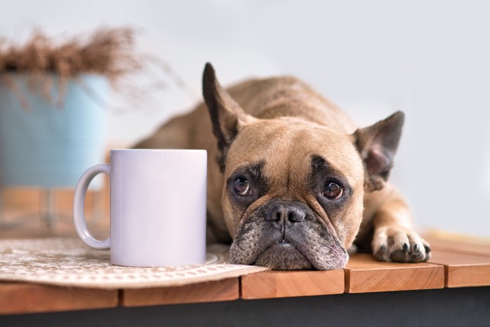 飲み物が入ったマグカップの横で悲しげな表情のまま伏せる犬