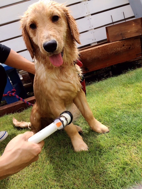 洗われる愛犬にこり