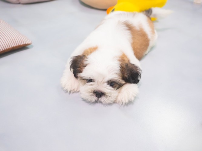 寝転ぶ子犬
