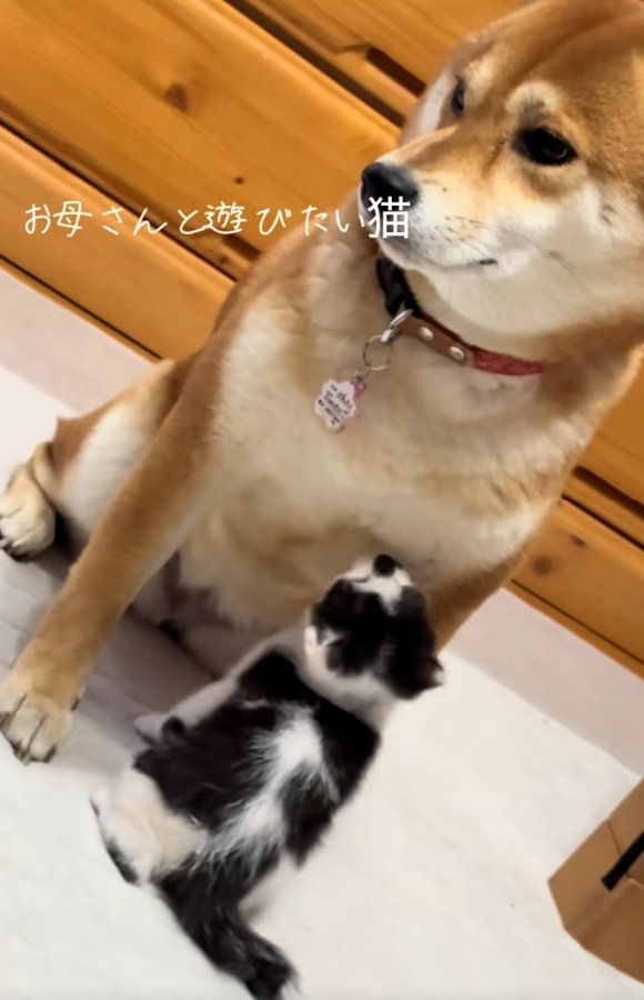 柴犬のこむぎちゃんと子猫のぱんくん