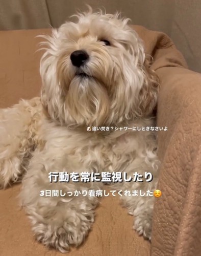 ソファでくつろぎながら見上げる犬