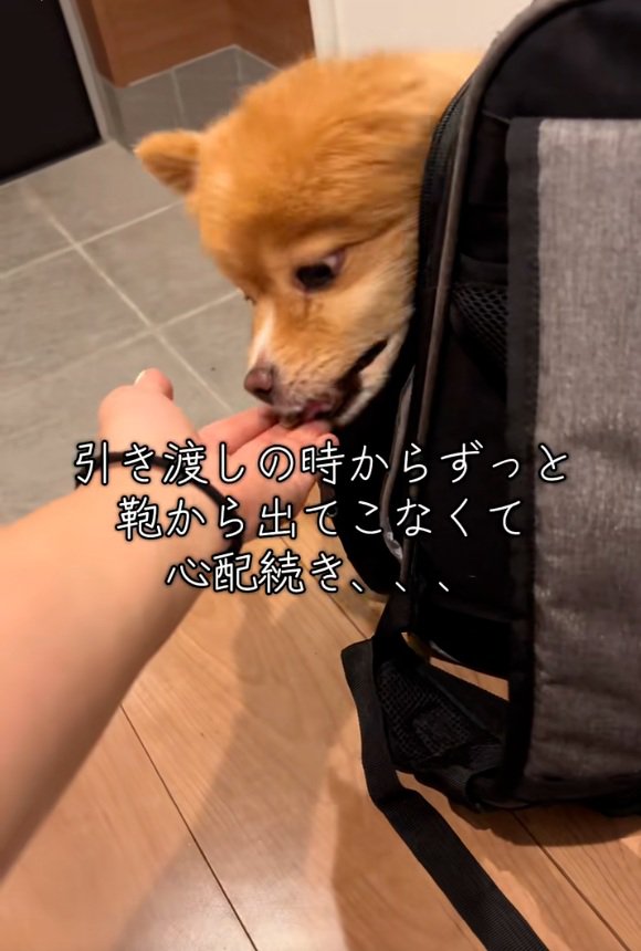 フードを食べるレモンちゃん