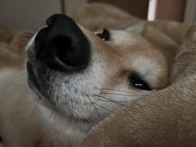 ウトウト