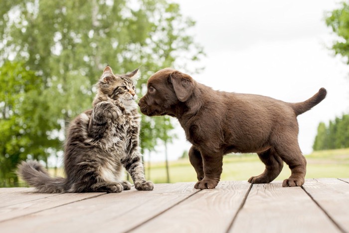 メインクーンと子犬