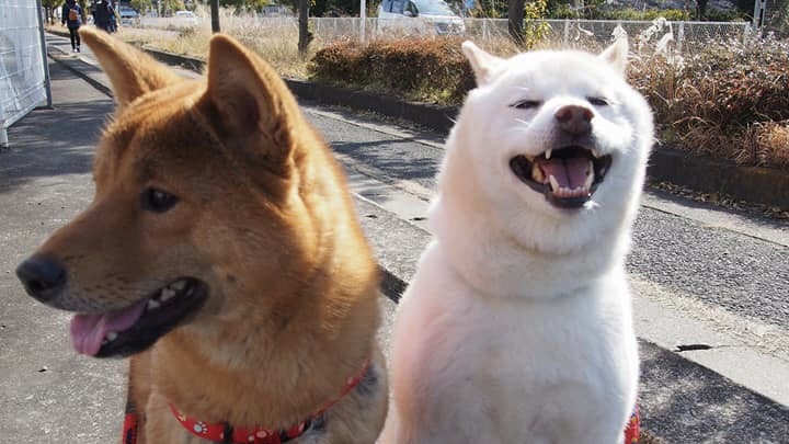 白柴と紀州犬