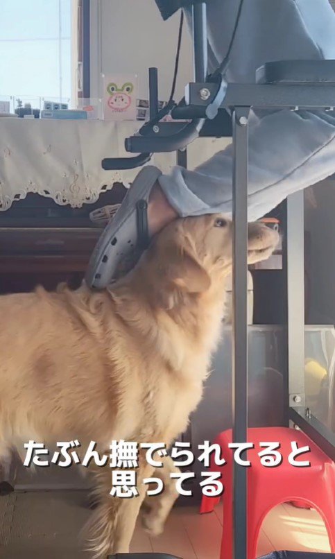 筋トレ中の飼い主さんとおさる君6