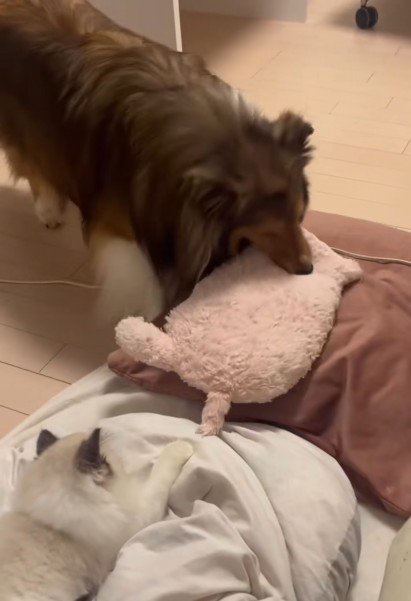 小さな子猫にプレゼント♡