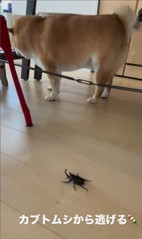 カブトムシを見た時のだんごちゃん⑩