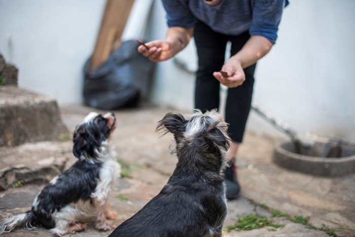 おやつを欲しがる犬たち