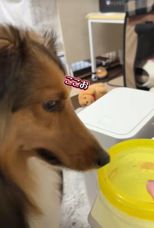 「ここにきゅうりあったよね？」