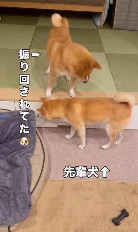 もずく君とわさび君の変化8