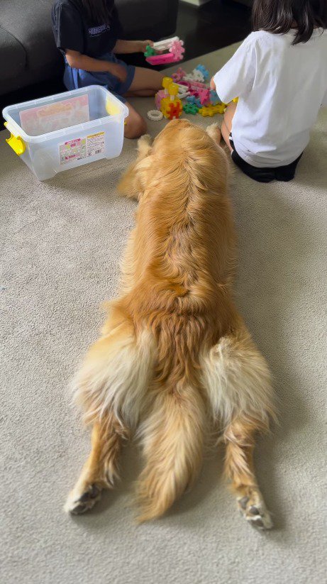 おもちゃに集まる犬と2人の女の子