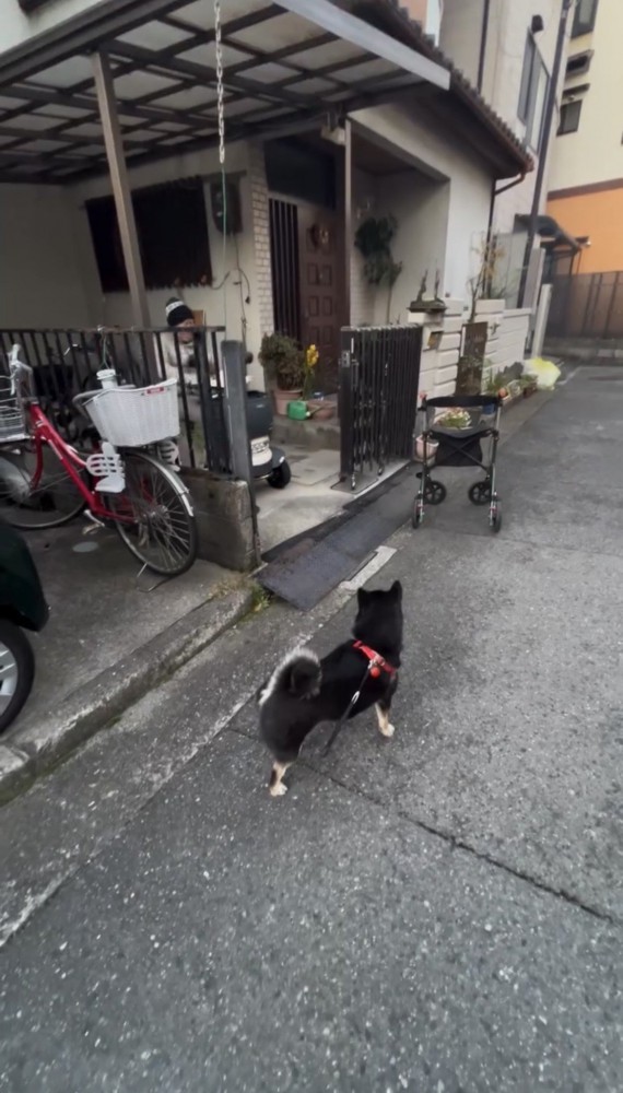 玄関前で人を待つ犬