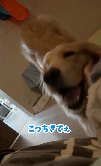 飼い主さんの手にじゃれついて