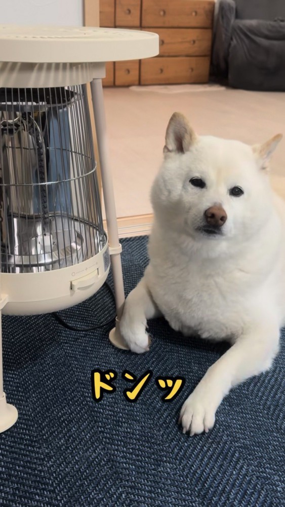 ストーブをつけろと催促する柴犬