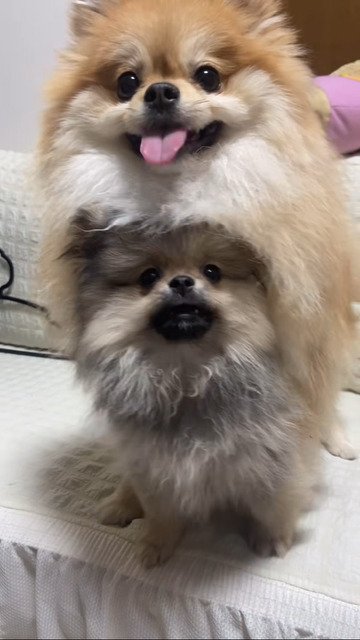 仲良しな2匹の犬