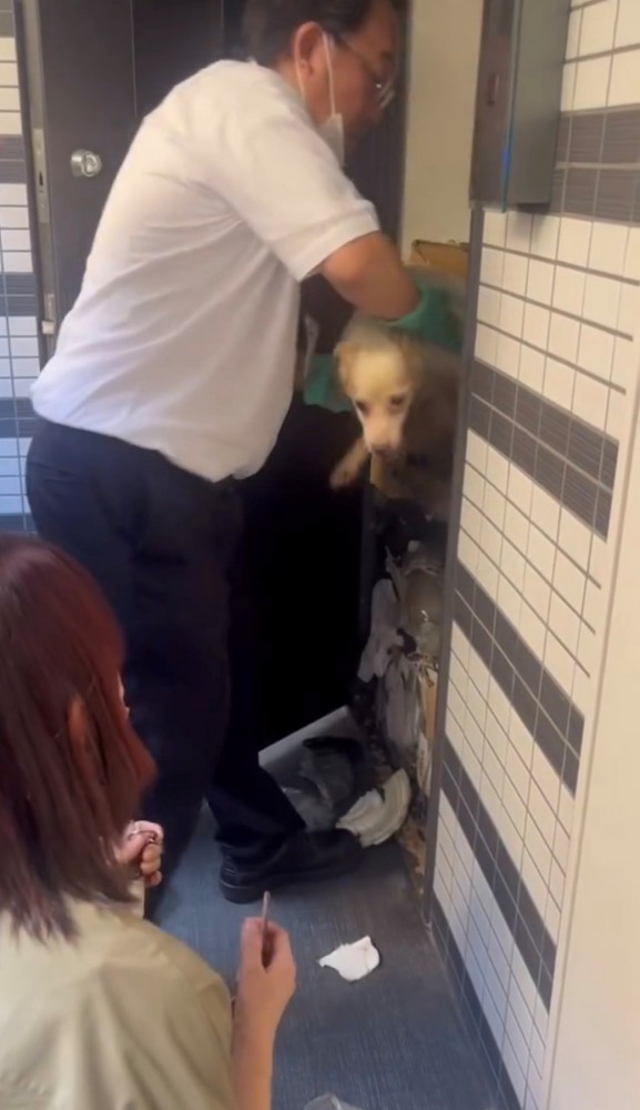 ゴミの山から救出される犬