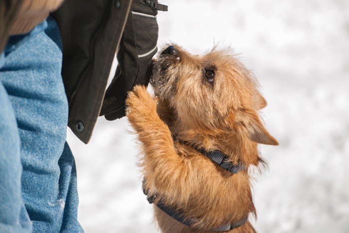 構ってアピールをする犬