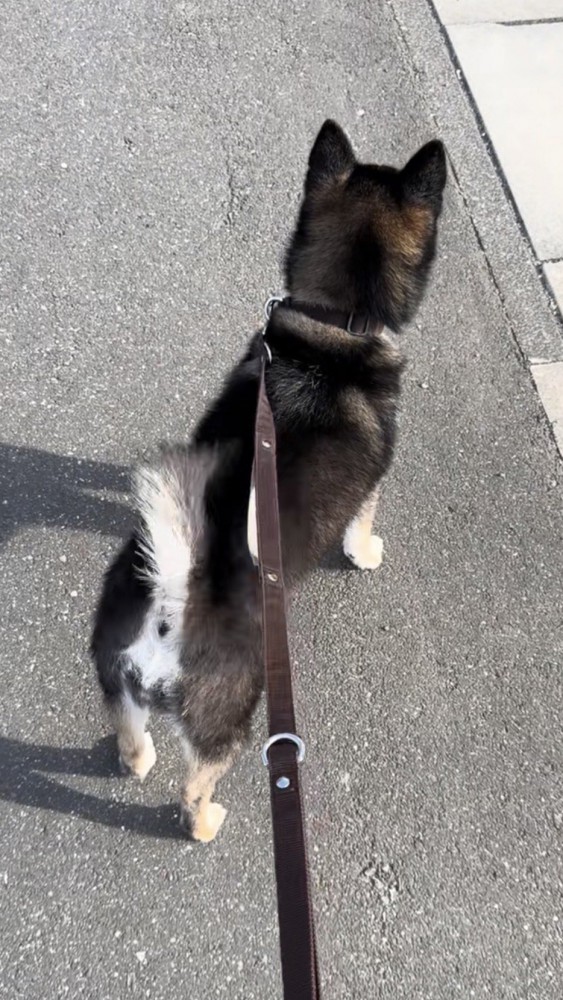 尻尾振る黒柴の後ろ姿