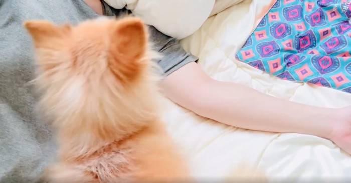 ママを見つけた犬