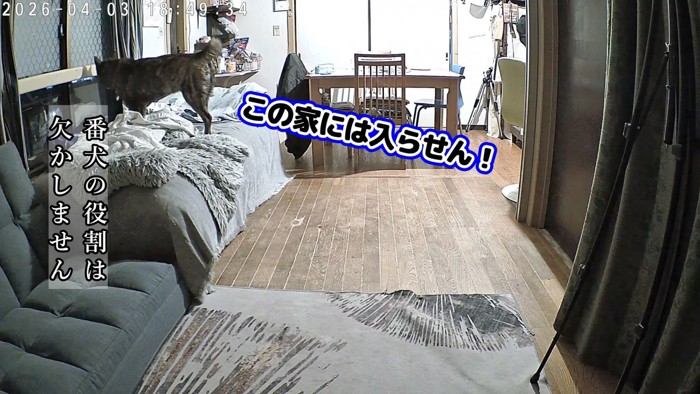窓から外を監視！