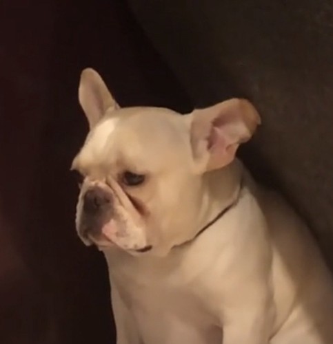 目を伏せる犬