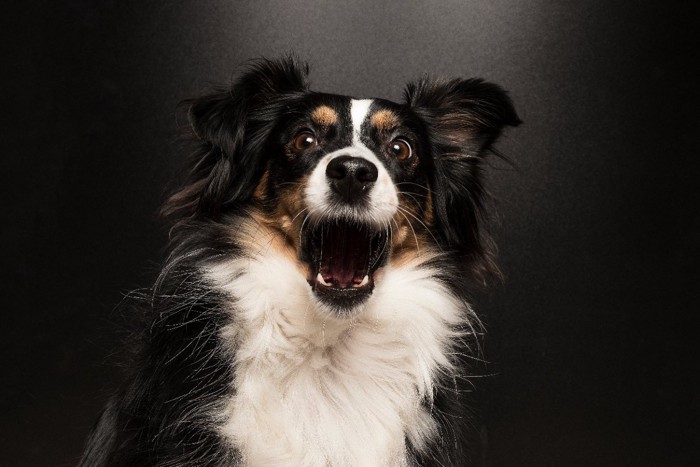 口を開けた犬