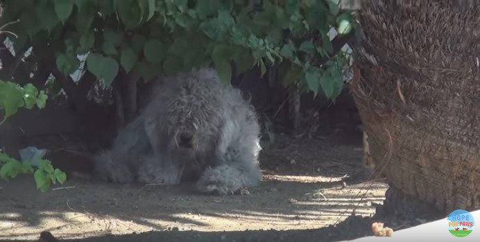 木陰で休む犬