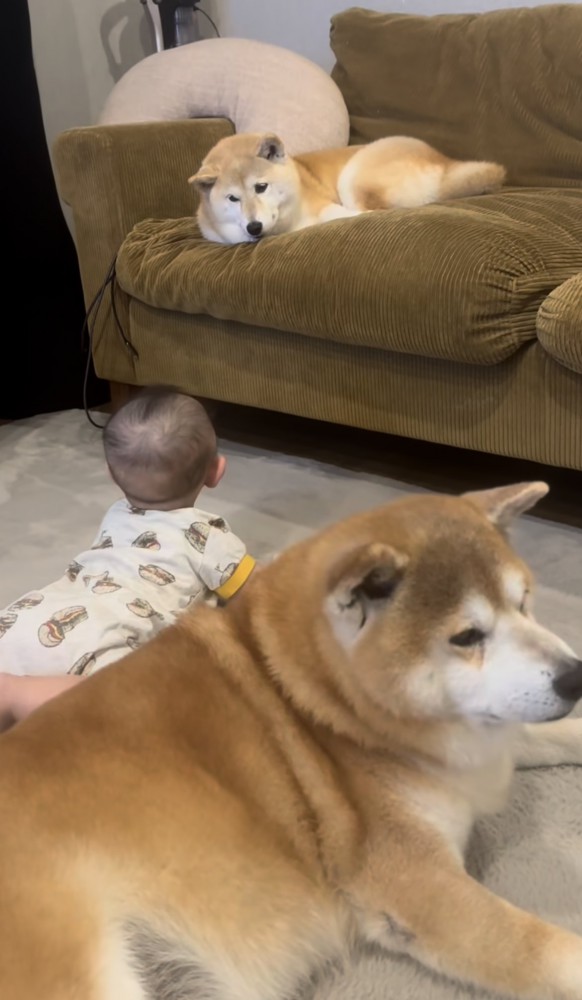 赤ちゃんと2匹の柴犬2