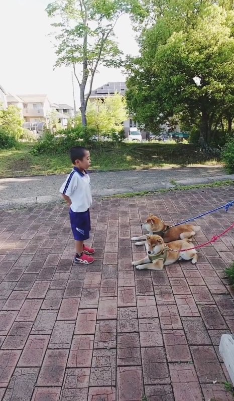 息子さんを見つめる2匹