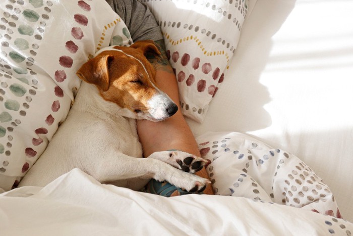 人の腕に寄り添って眠るテリア