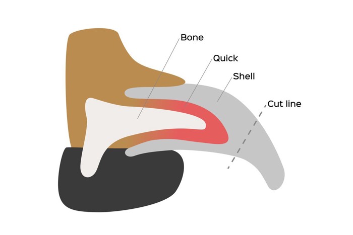 犬の爪の構造