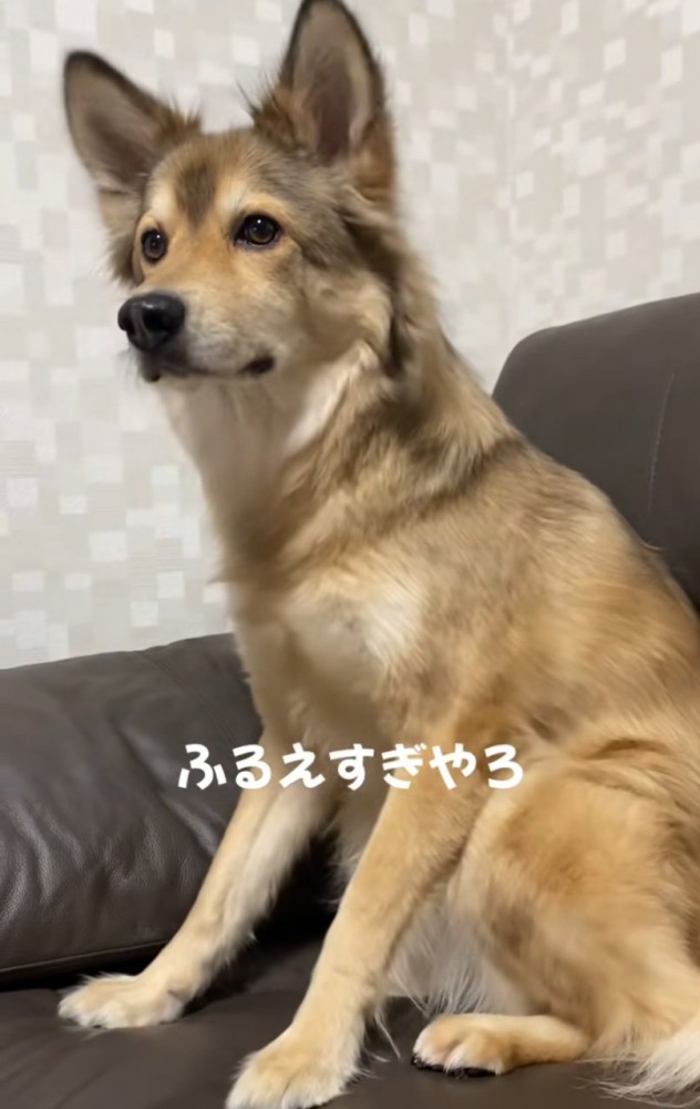 「震えすぎやろ！」