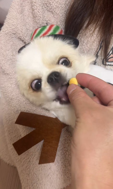 ぽてと君の瞬発力5