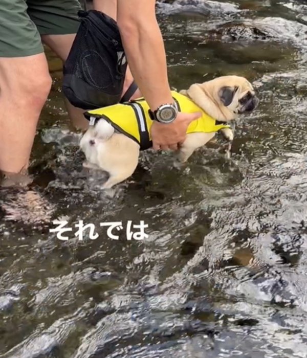 川に入る犬1