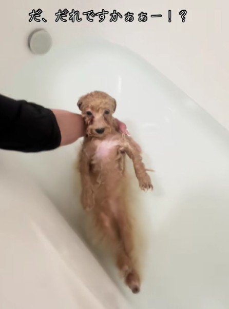 別の生き物のような姿に