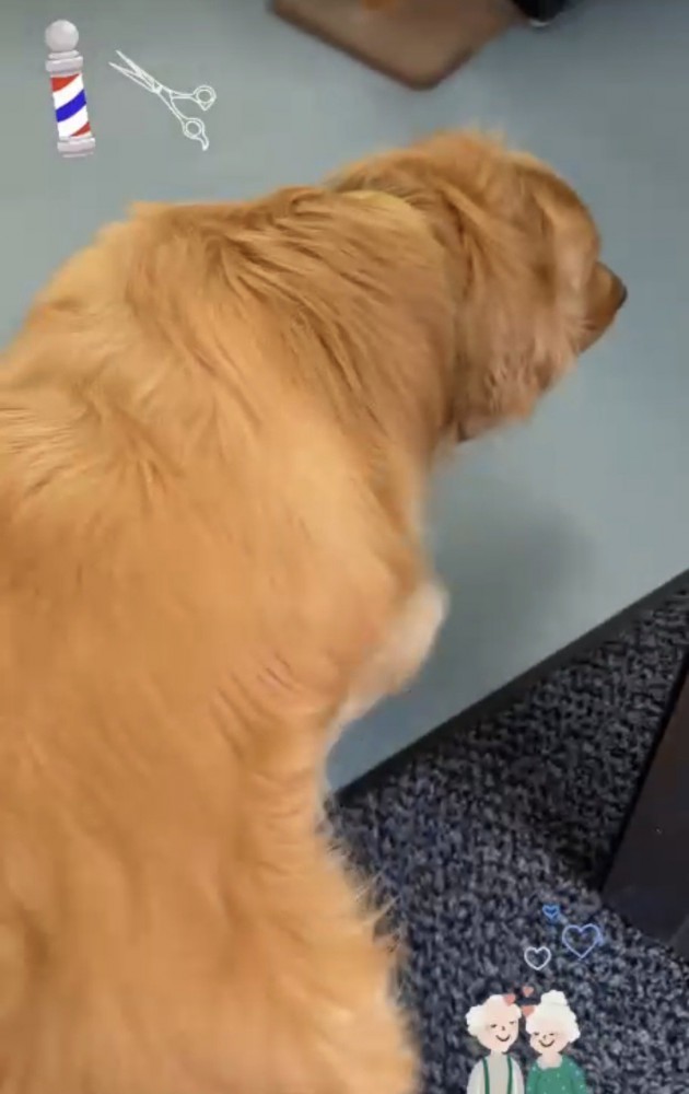 床屋に入る犬