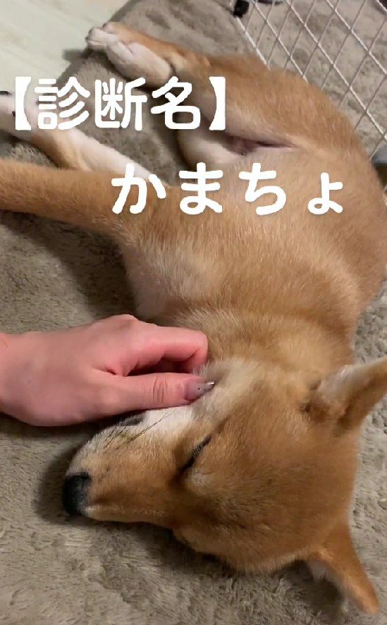 「かまちょ」！！