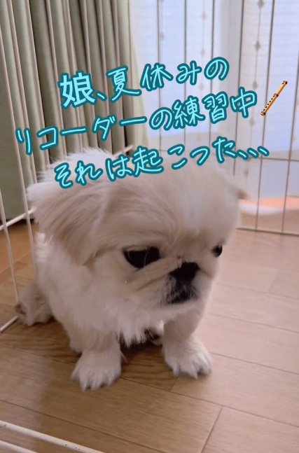 ペキニーズのちぷちゃん