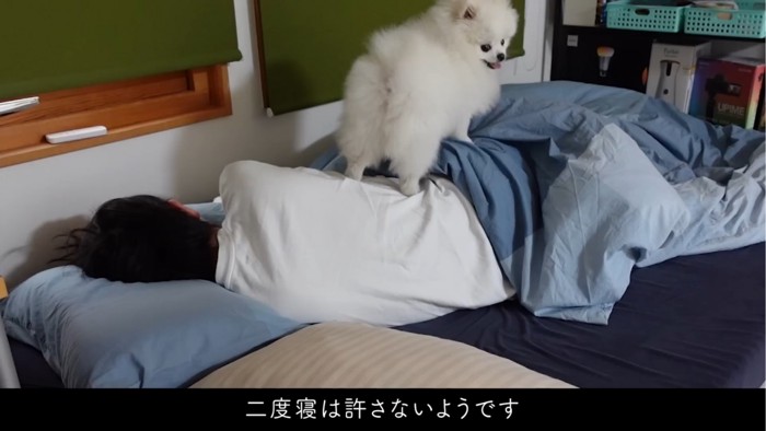 飼い主の上に乗る犬2