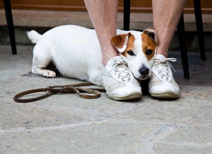 足の間で怯える犬