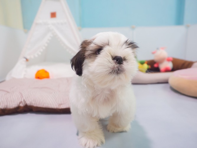 子犬用グッズがそろう部屋の中を歩くシーズーの子犬