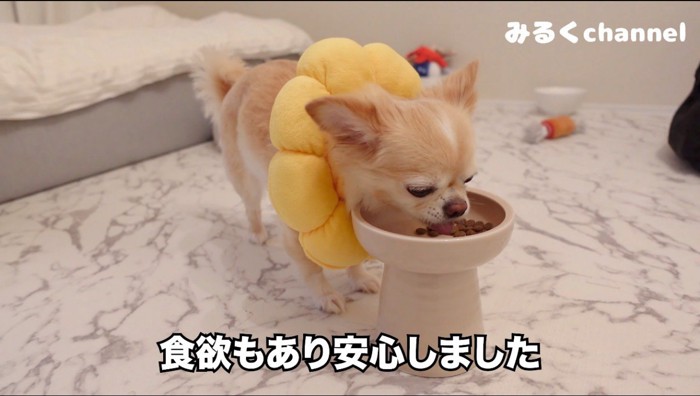 器に入ったドッグフードを食べる犬