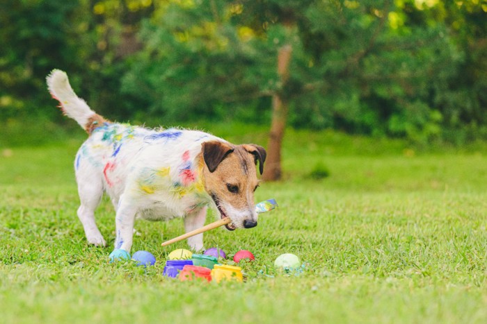 カラフルな卵を見つめる犬