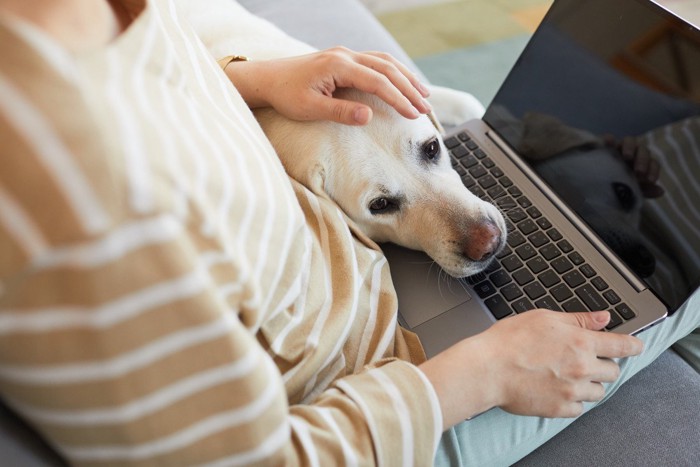 PC中の飼い主にアゴを乗せる犬